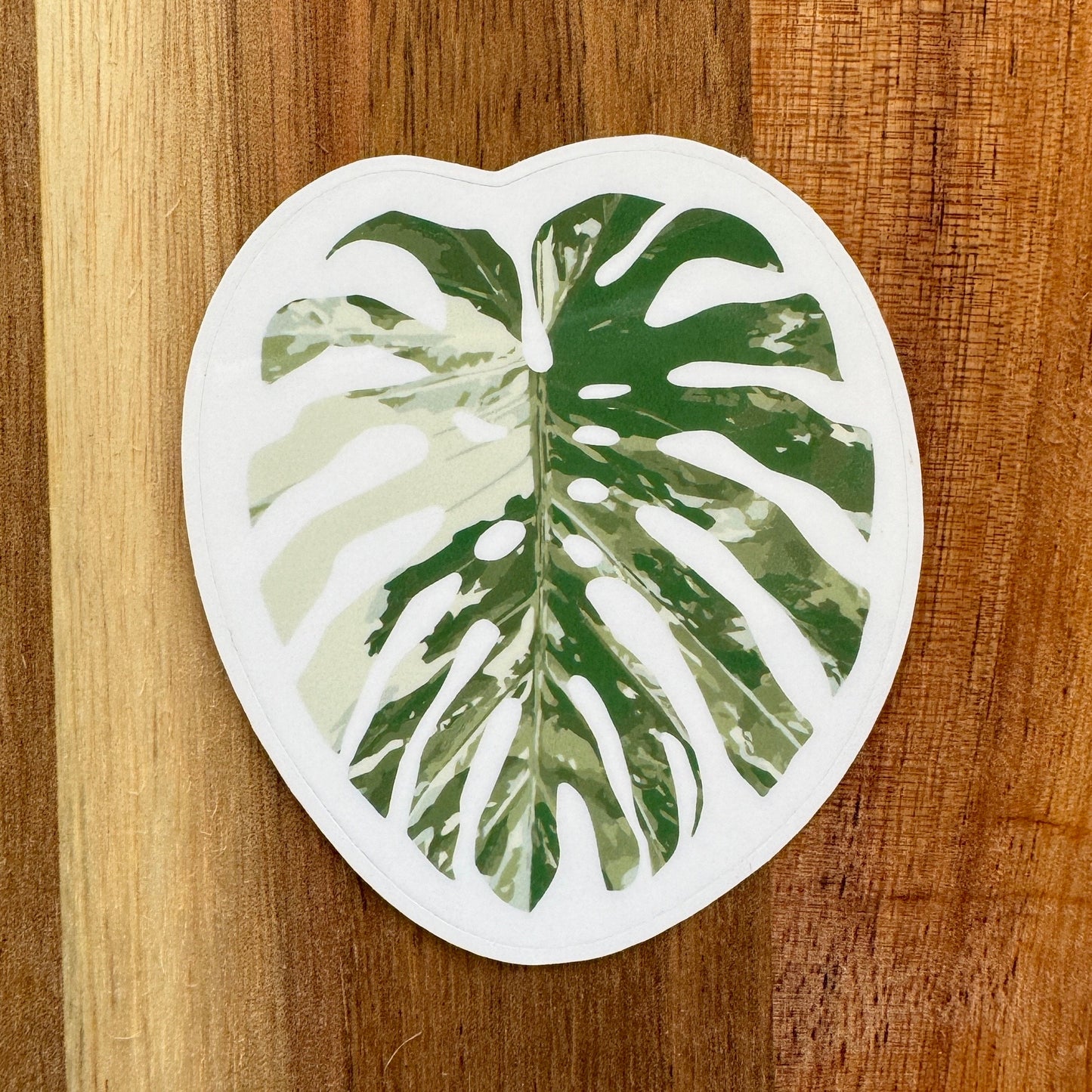 Monstera Albo Sticker 2.5” GLOSSY | MULTIPLE COLORS!