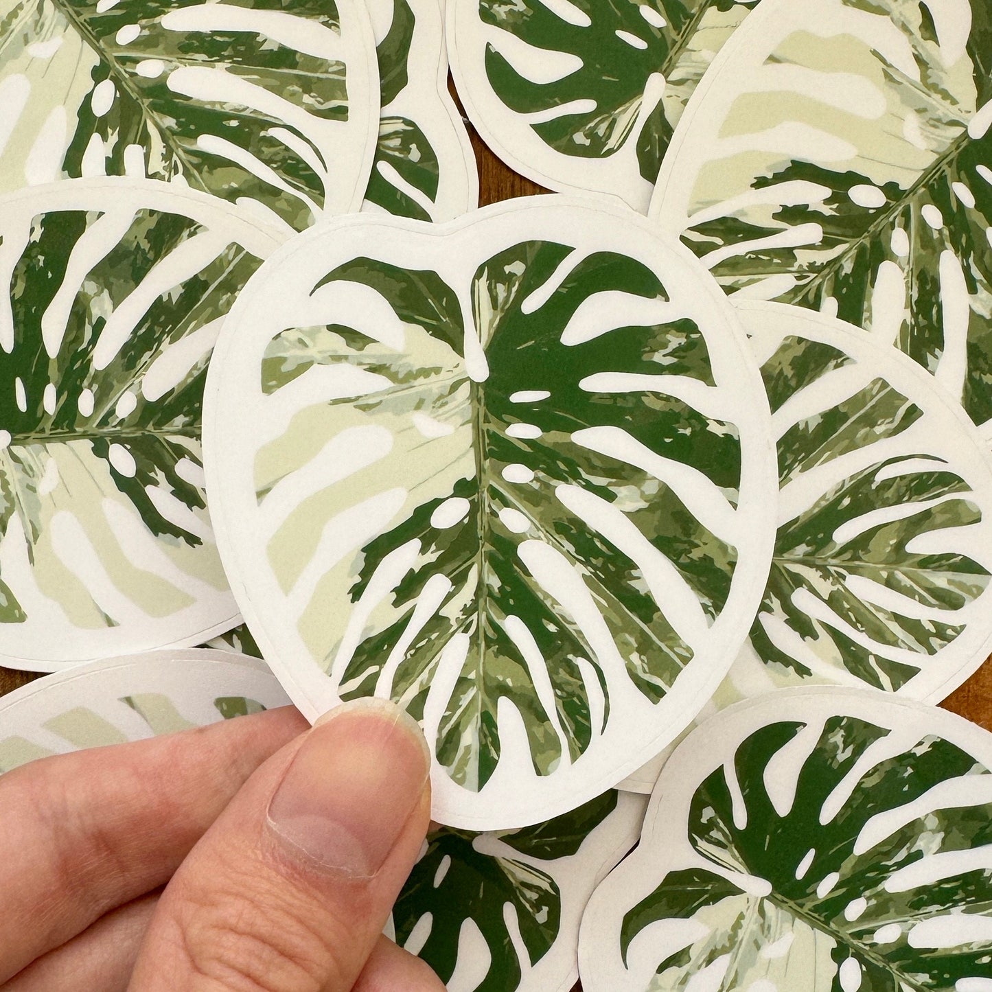 Monstera Albo Sticker 2.5” GLOSSY | MULTIPLE COLORS!